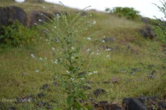 Paracaryopsis lambertiana